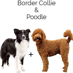 Bordoodle Dog